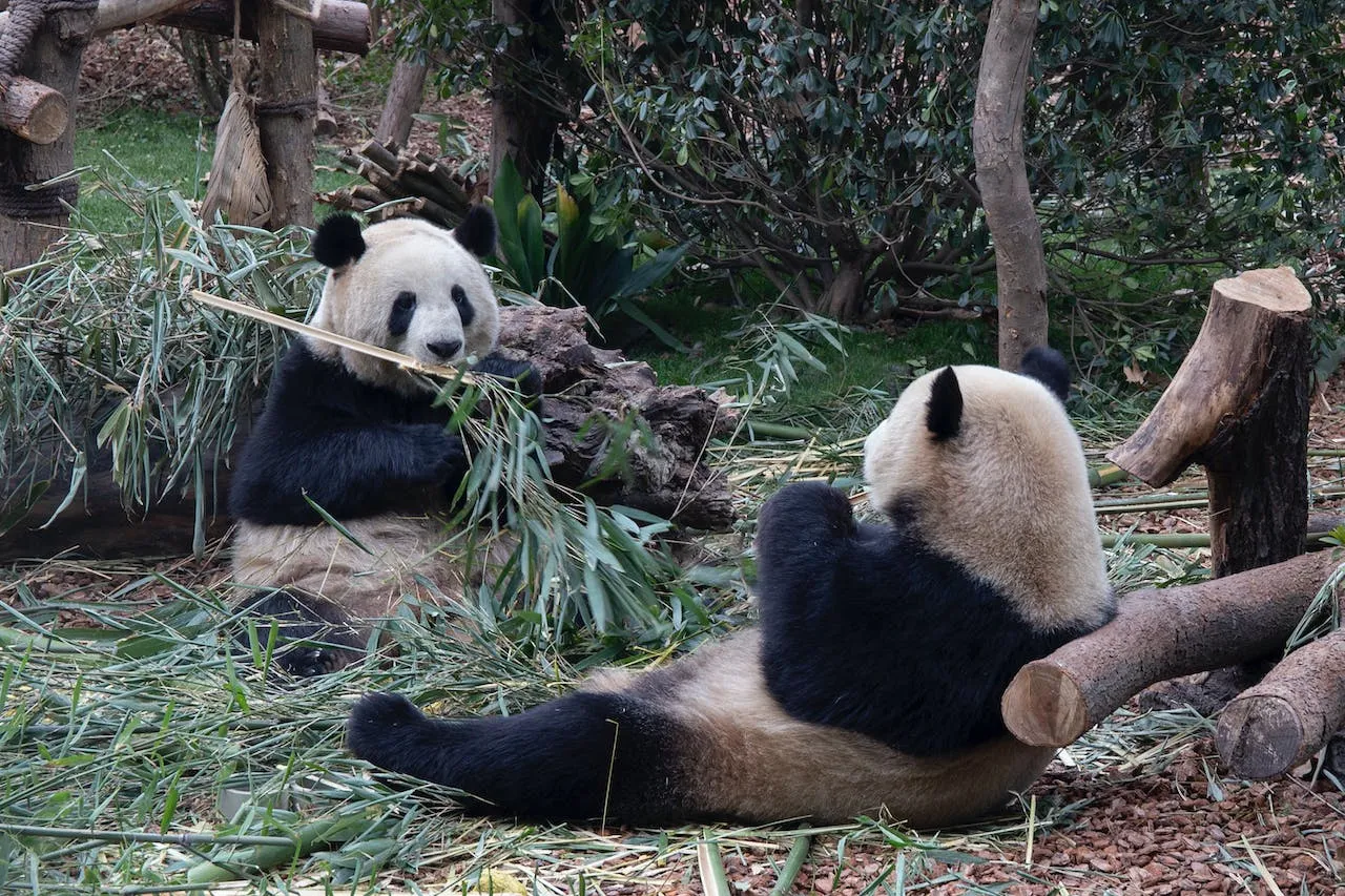 Los pandas del Zoológico Nacional partieron hacia China