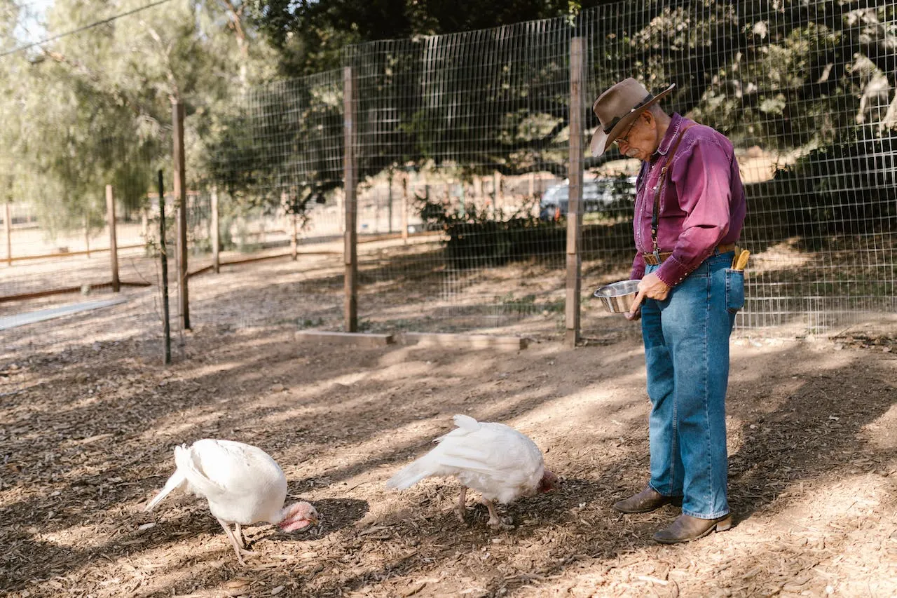pavos salvajes