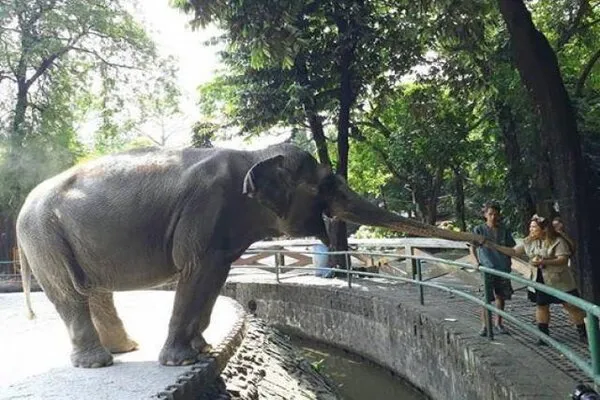 Muere Mali la elefanta mas triste del mundo