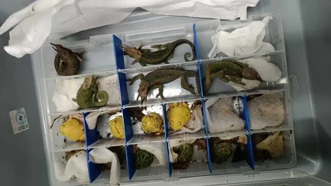 Animales exóticos