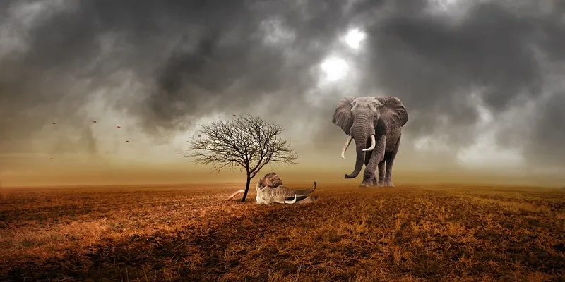 el cambio climático está matando a los elefantes de Zimbabwe de sed, reporta el ente responsable de los parques. Foto cortesí