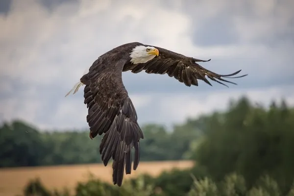 Caza ilegal lleva a la condena de dos hombres luego de cazar mas de 3600 aves, entre ellas, el águila calva y el águila real