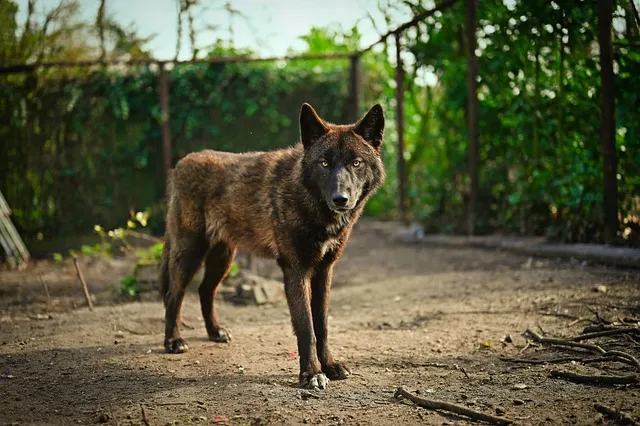 Híbrido de lobo y perro