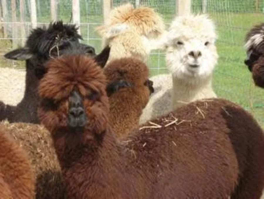 zoológico de Virgnia
