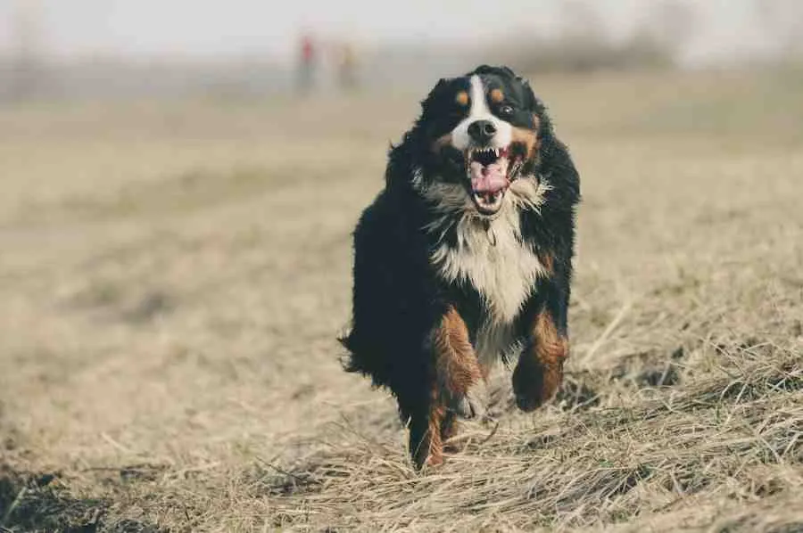 raza de perros Pensilvania