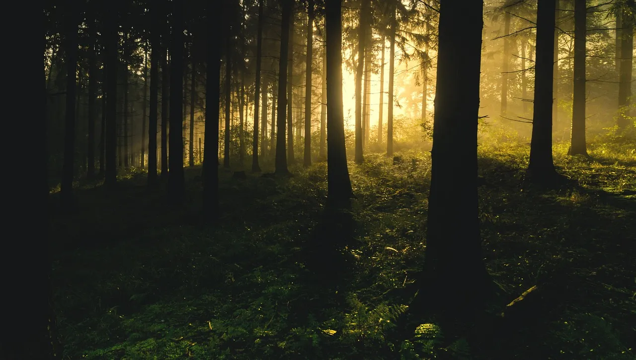 “Los bosques como soluciones climáticas”, una iniciativa que supone un avance significativo