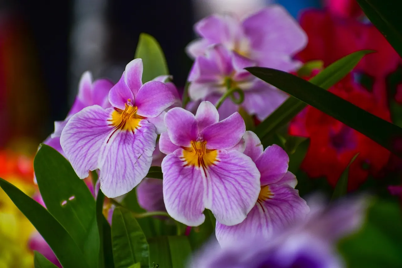 ¿Flores en invierno? Es posible en el espectáculo de orquídeas del Franklin Park Zoo