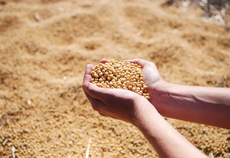 El precio de la soya cae ante especulaciones del mercado. Foto de archivo.