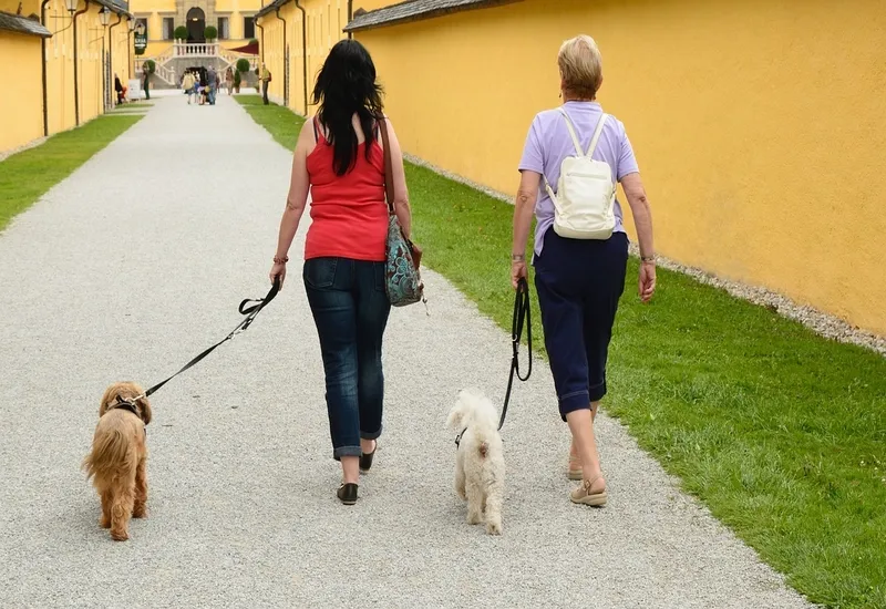 Los beneficios de caminar,pasear a tu perro y tener mascota como adulto mayor para desacelerar el deterioro cognitivo. Foto d
