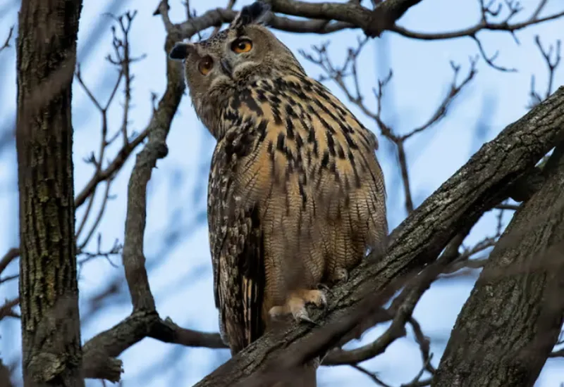 Búho Flaco Central Park