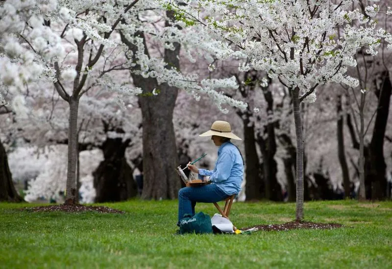 Cherry Blossoms