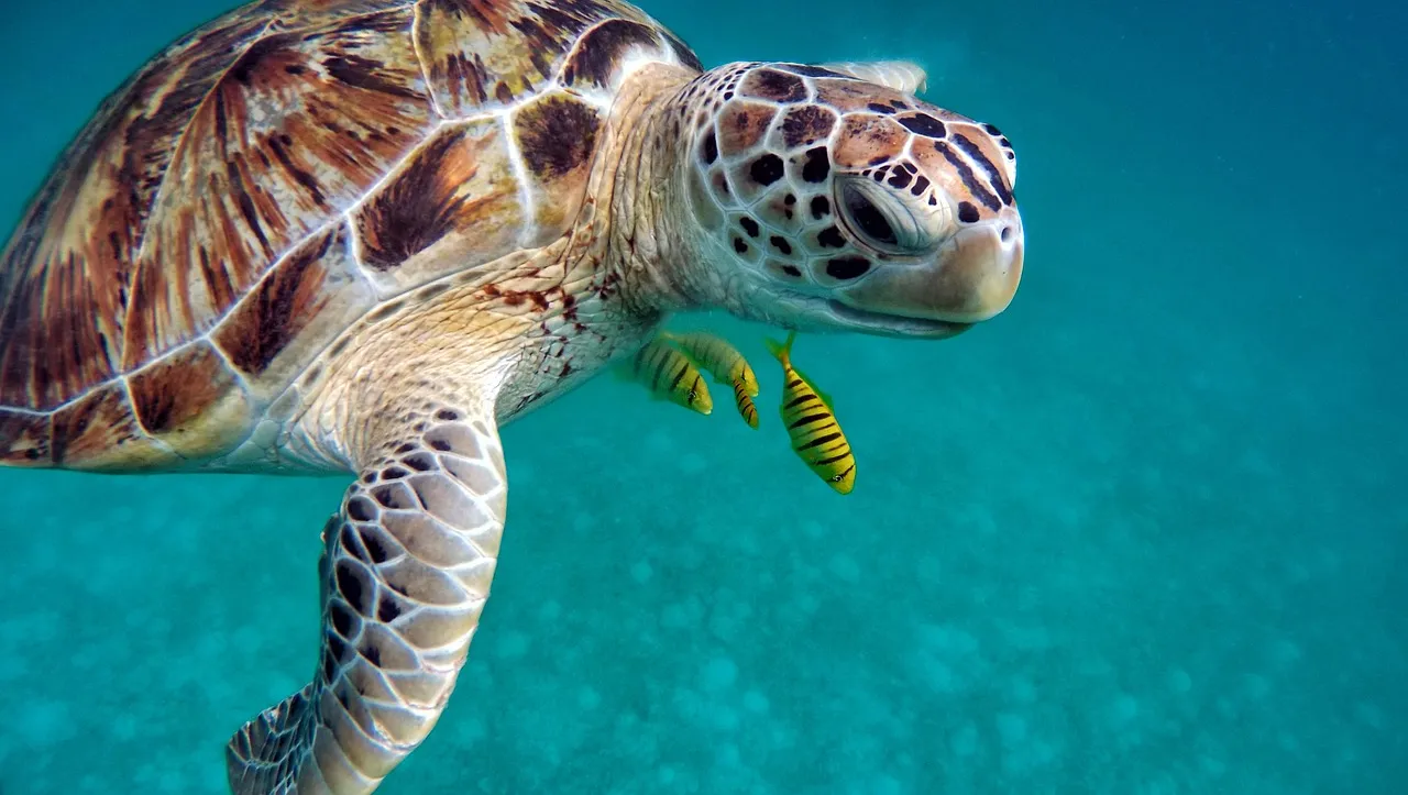 Carne de tortuga