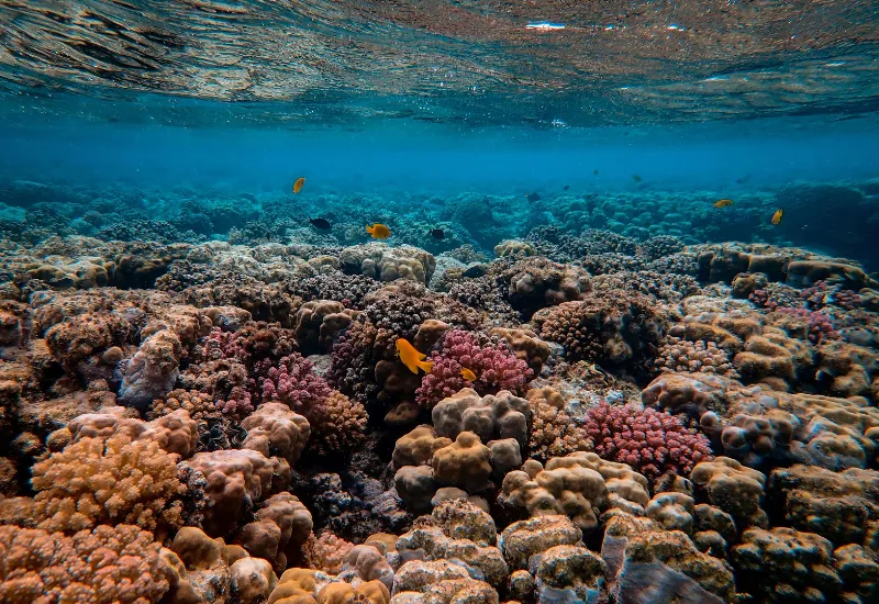 Arrecife de coral
