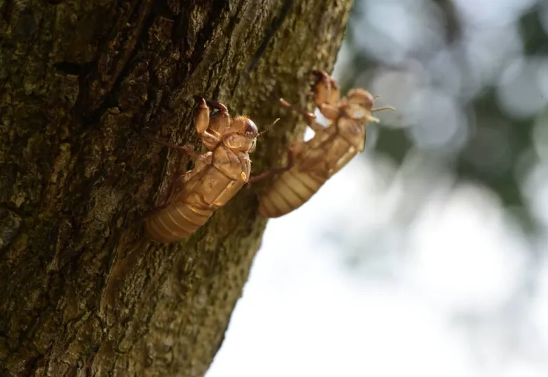Cigarras EEUU