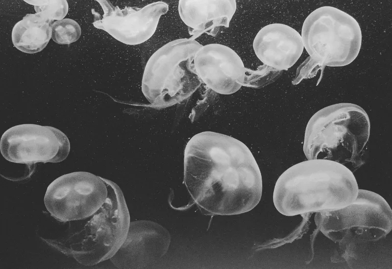 medusas falcón
