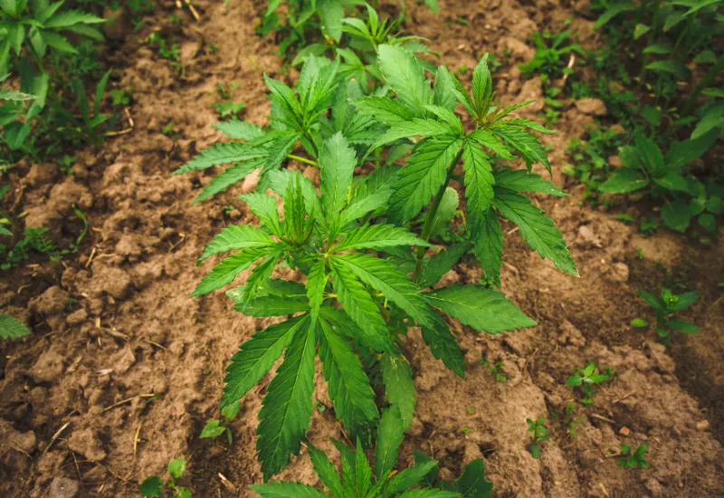 Cannabis EEUU