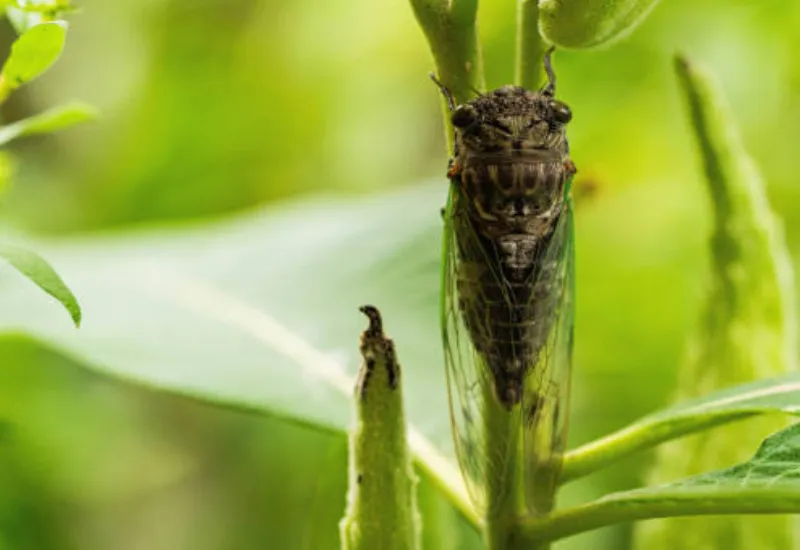 Cigarra periódica