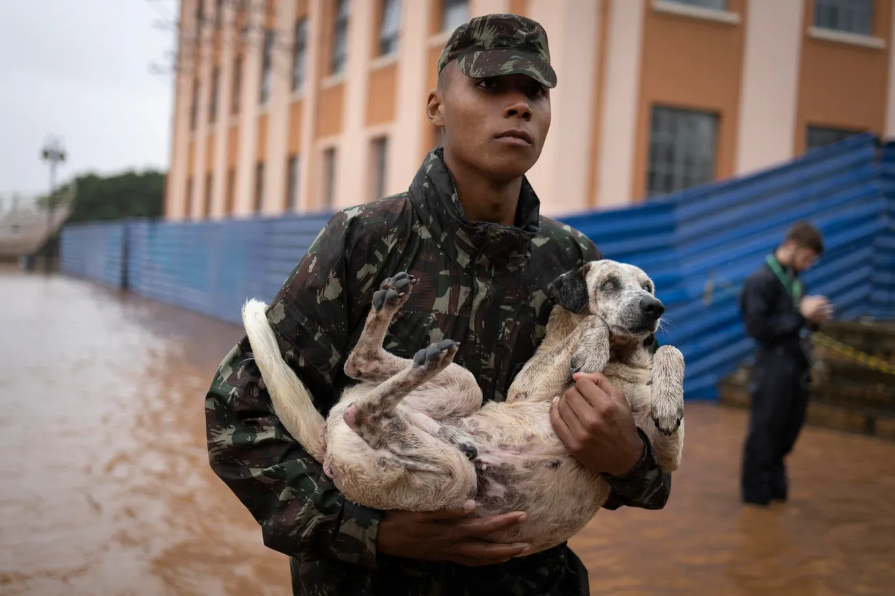 perros brasil