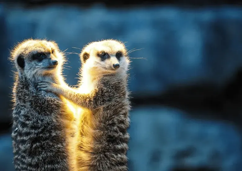 Comportamiento homosexual animales