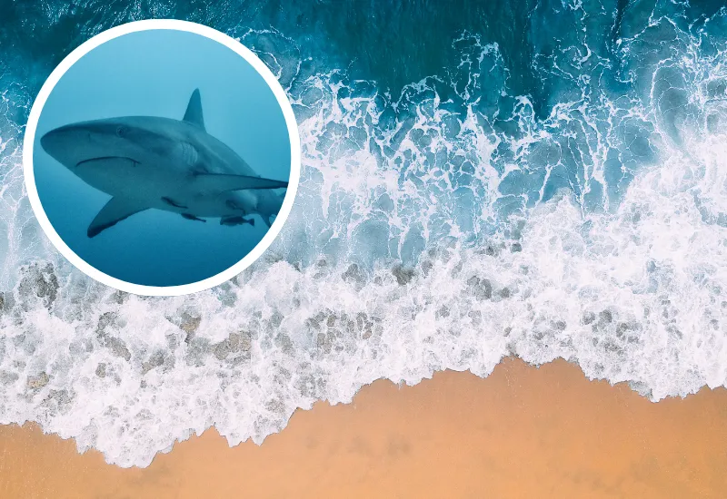 Tiburones florida