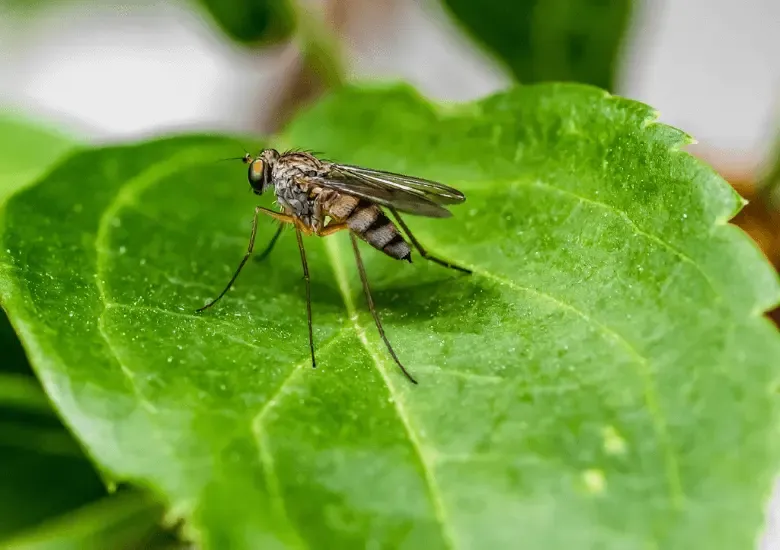 Virus de Oropouche
