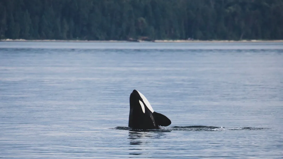 Salvar al salmón para preservar a las orcas residentes del sur