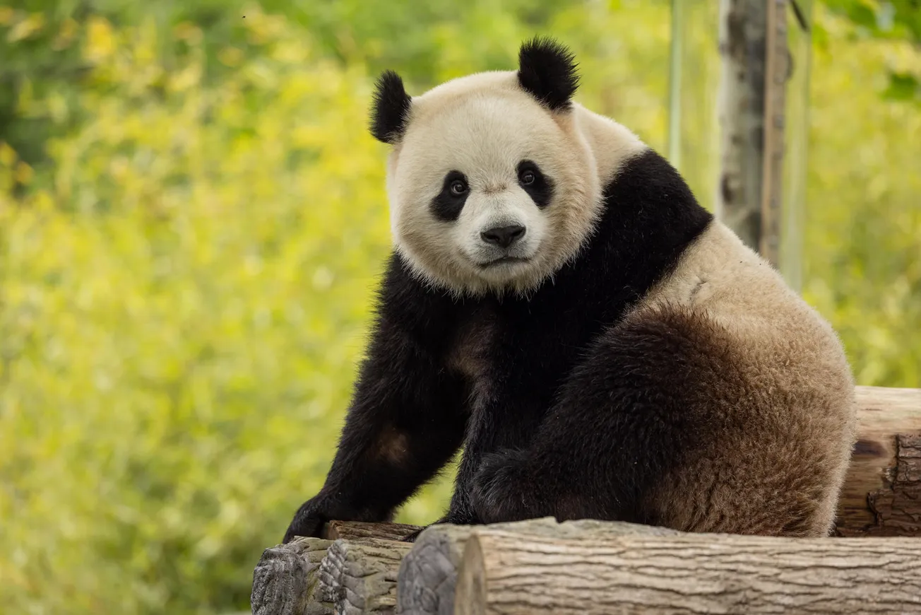 Los pandas gigantes ya están en DC y podrás verlos en el Zoológico Nacional el 24 de enero