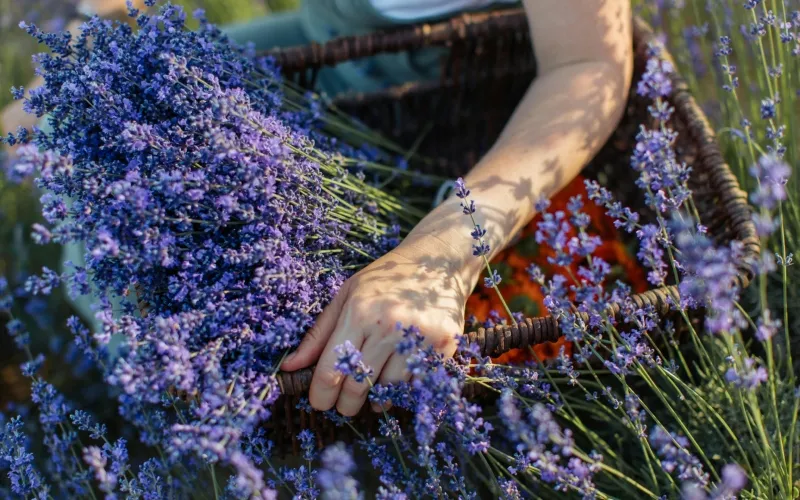 lavender marriage