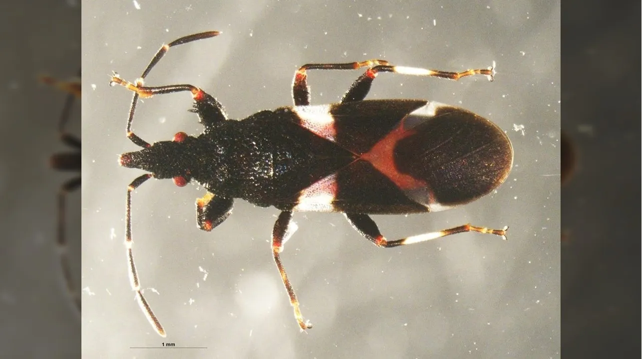 Agentes de aduanas de Dulles confirman la presencia de especies de insectos raros en Virginia
