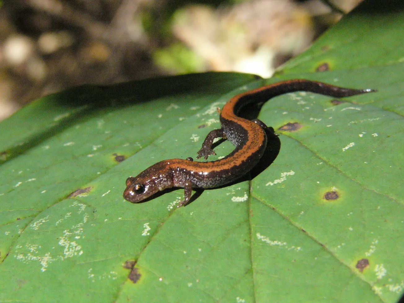 Salamandra oriental de espalda roja es declarada anfibio oficial de DC