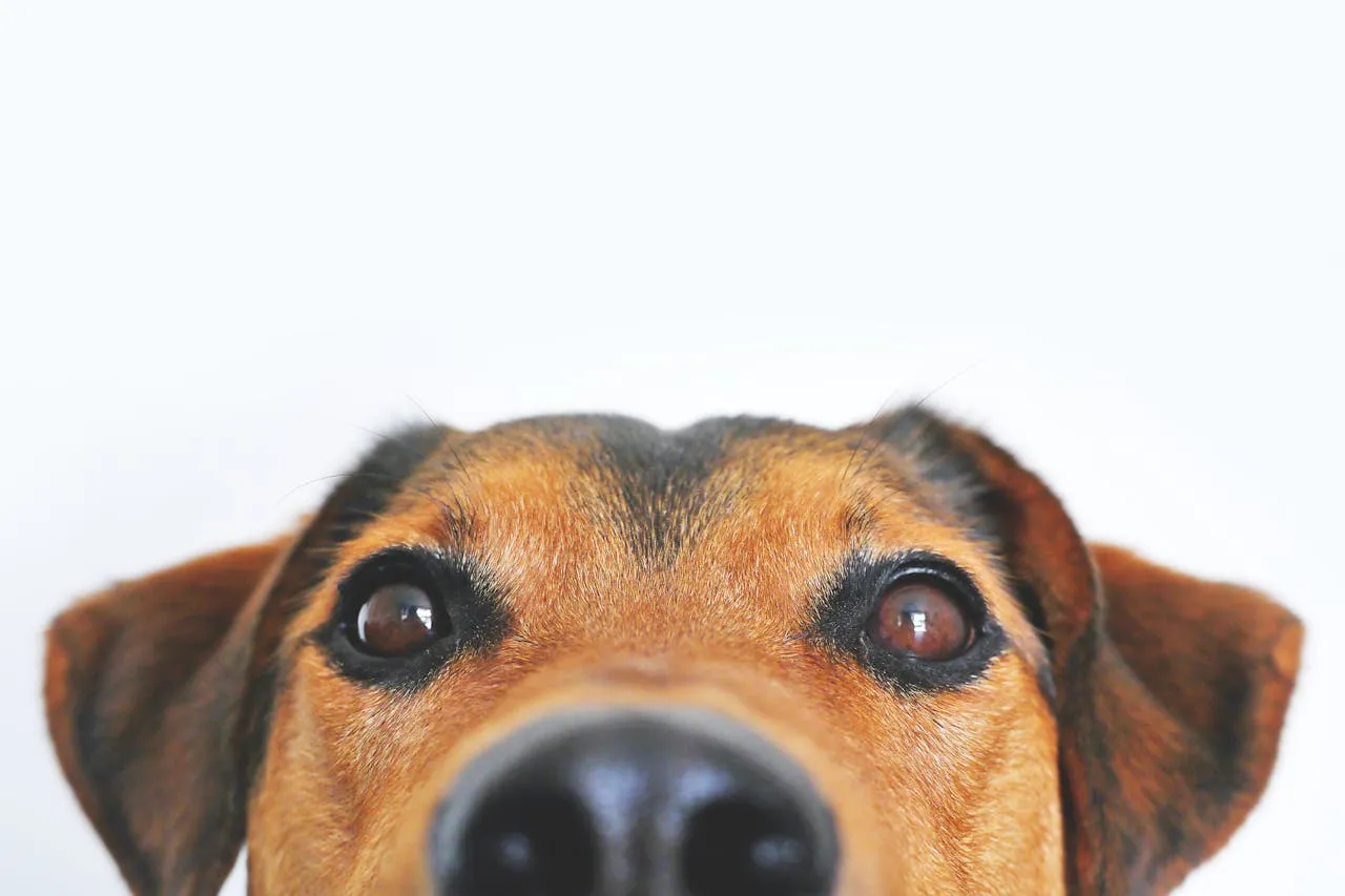 Lleva a tu perro a un juego de los Wizards este domingo