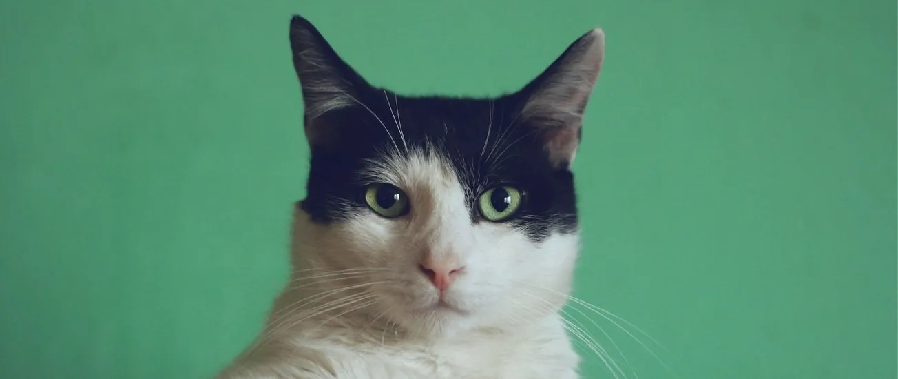 gripe aviar gatos