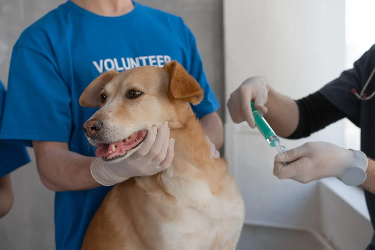 Anicira y Petco Love se unen para proveer vacunas gratuitas a mascotas en Manassas