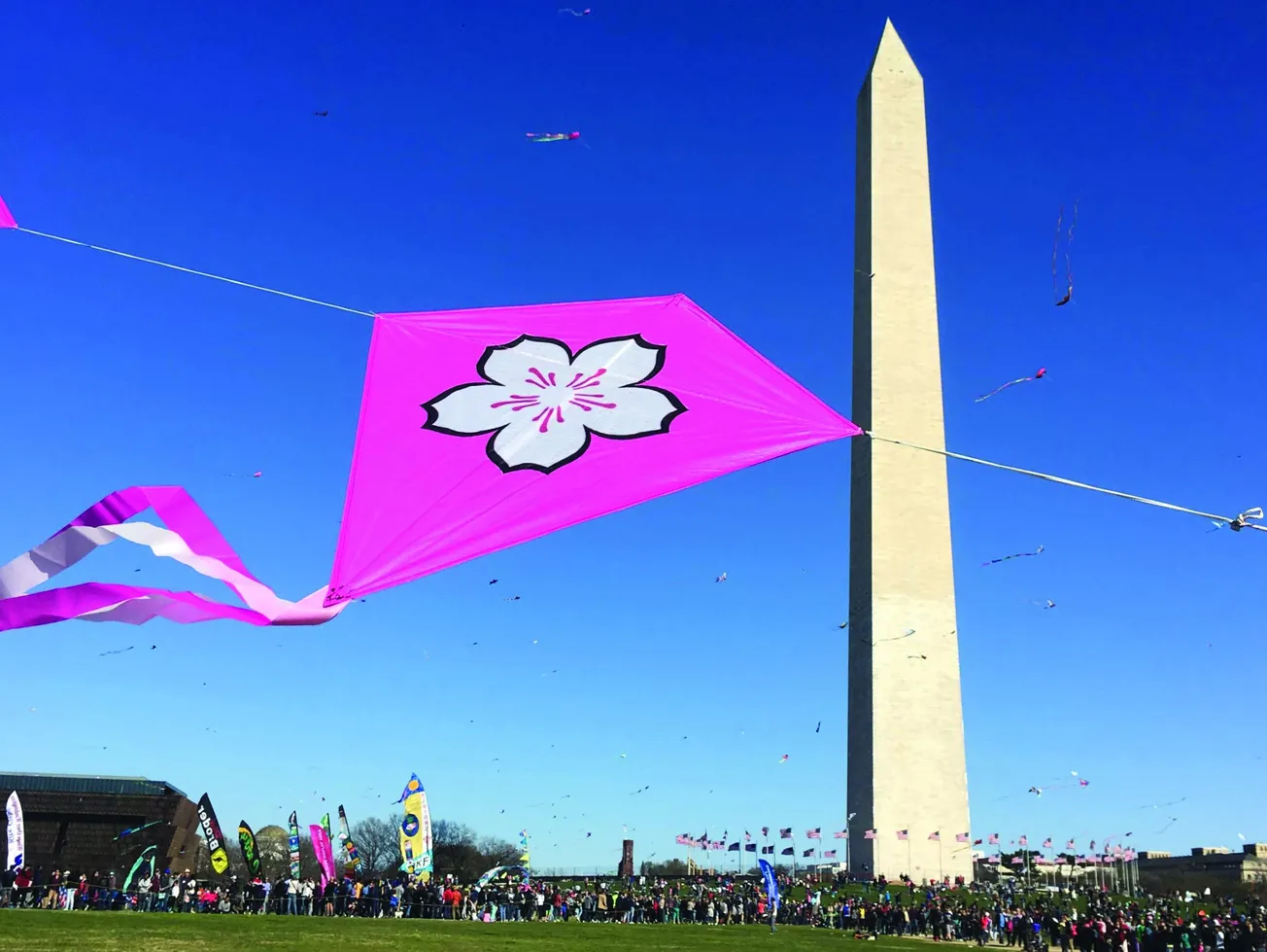 ¿Cómo llegar a los cherry blossom y a los eventos?