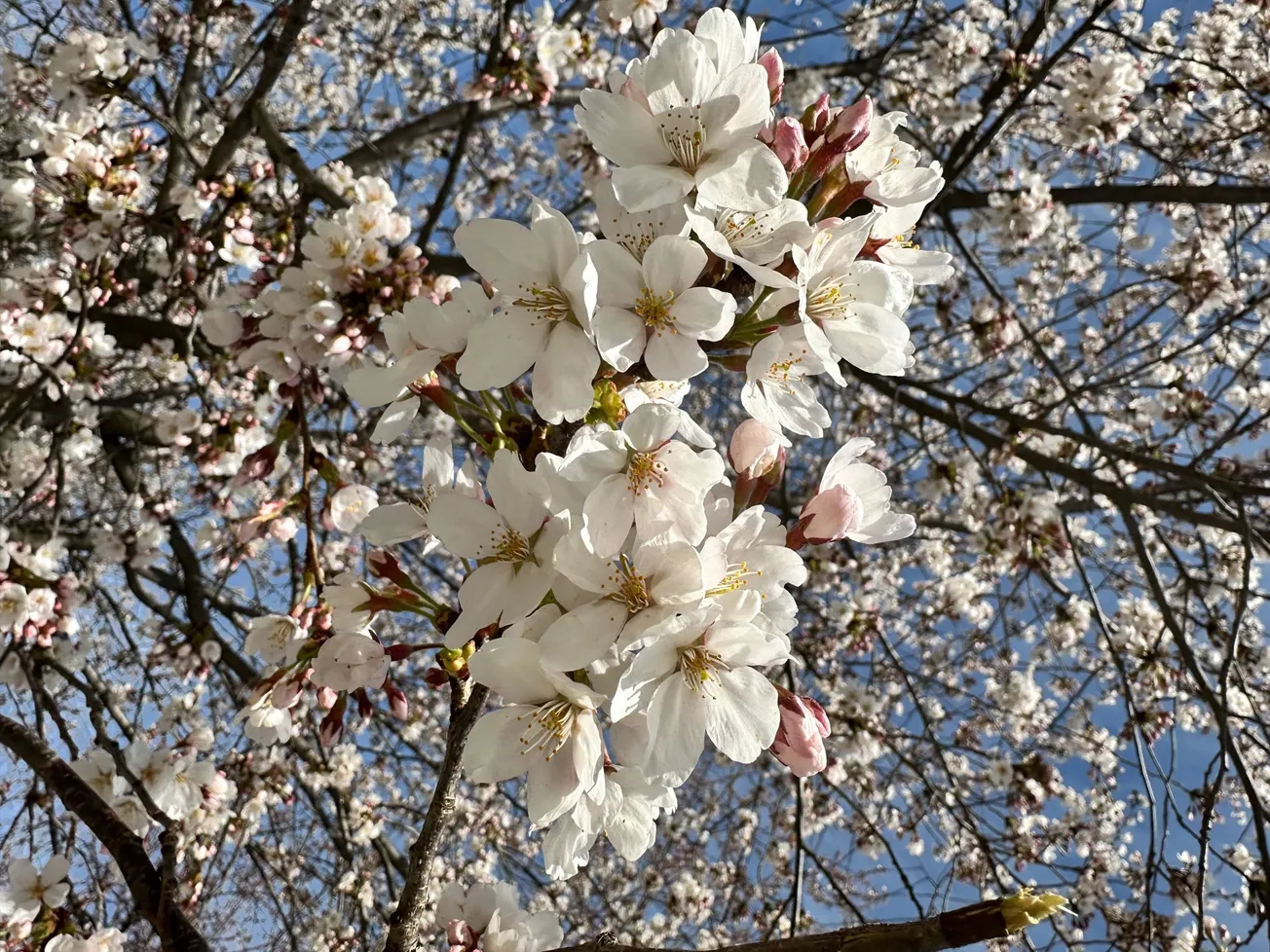 cherry blossoms
