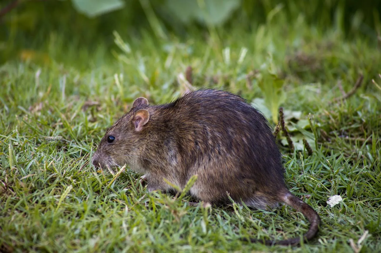 La población de ratas en D.C. aumenta 1,5 veces más que en Nueva York: afirma estudio